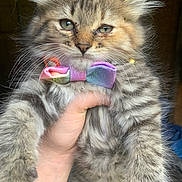 Zuzu is registered to the contest to win money with this photo: animal, bow_tie, cat, close_up, cute, domestic_animal, expression, feline, fluffy, fur, hand, holding, indoor, kitten, mammal, pet, portrait, tabby, whiskers, young