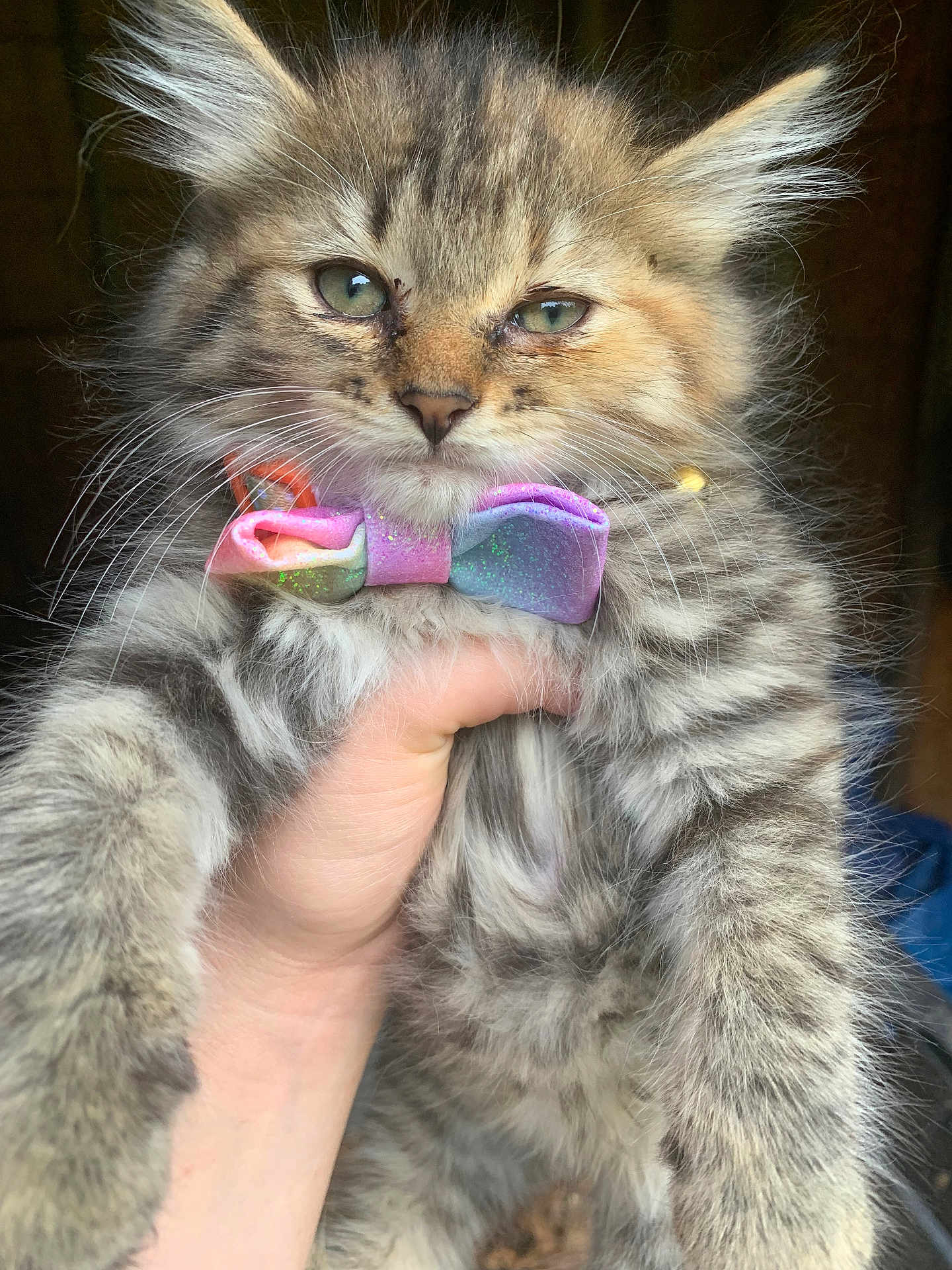 Zuzu is registered to the contest to win money with this photo: animal, bow_tie, cat, close_up, cute, domestic_animal, expression, feline, fluffy, fur, hand, holding, indoor, kitten, mammal, pet, portrait, tabby, whiskers, young