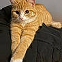 Zuzu is registered to the contest to win money with this photo: animal, bed, blanket, cat, closeup, curious, cute, domestic_cat, feline, fur, indoor, orange_tabby, paws, pet, portrait, relaxed, sleepy, stretching, tabby, whiskers