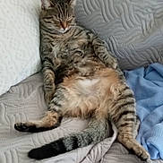 Gabby joined the competition — help win amazing prizes! cat, tabby, sleeping, relaxed, couch, quilted, blanket, indoor, pet, animal, fur, whiskers, tail, paws, resting, cozy, comfortable, feline, nap, domestic