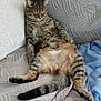 cat, tabby, sleeping, relaxed, couch, quilted, blanket, indoor, pet, animal, fur, whiskers, tail, paws, resting, cozy, comfortable, feline, nap, domestic