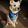 Mixie joined the competition — help win amazing prizes! dog, white_dog, pet, sitting, bandana, blue_bandana, collar, name_tag, large_ears, pointed_ears, brown_eyes, black_nose, indoors, living_room, carpet, toy, portrait, close_up, flash_photography, household