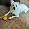 Mixie is registered to the contest to win money with this photo: dog, white_dog, pet, animal, portrait, lying_down, carpet, indoor, living_room, couch, puppy, floppy_ears, upright_ears, white_fur, brown_carpet, orange_drink, cup, toy, looking_at_camera, cute