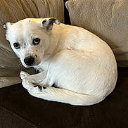 Mixie is registered to the contest to win money with this photo: dog, white_dog, small_dog, pet, animal, curled_up, sitting, lying_down, couch, sofa, cushions, indoors, home, portrait, close_up, white_fur, black_ears, brown_eyes, paws, tail