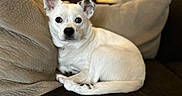Mixie is registered to the contest to win money with this photo: dog, puppy, white_dog, pet, animal, couch, sofa, pillows, indoor, home, portrait, sitting, lying_down, floppy_ears, short_hair, collar, black_nose, brown_eyes, relaxed, cute