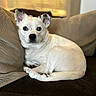 dog, puppy, white_dog, pet, animal, couch, sofa, pillows, indoor, home, portrait, sitting, lying_down, floppy_ears, short_hair, collar, black_nose, brown_eyes, relaxed, cute
