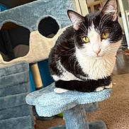Panda is registered to the contest to win money with this photo: cat, tuxedo_cat, pet, animal, feline, black_and_white, golden_eyes, whiskers, pink_nose, sitting, lounging, portrait, close_up, cat_tree, scratching_post, indoor, home, carpet, blue, cozy