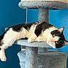 Panda joined the competition — help win amazing prizes! cat, black_and_white_cat, pet, animal, feline,  lounging, cat_tree, scratching_post, fur, whiskers, golden_eyes, pink_nose, paws, tail, indoor, blue_wall, gray_furniture, relaxed, sleepy, portrait
