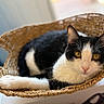 Panda joined the competition — help win amazing prizes! cat, black_and_white, calico, feline, golden_eyes, whiskers, ears, face, animal, pet, basket, woven, resting, lying_down, indoors, cozy, portrait, close_up, home, relaxed