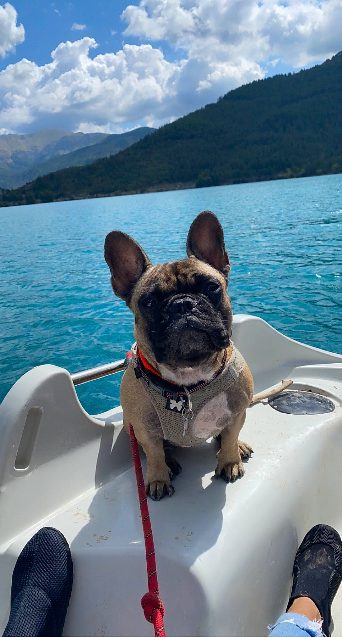 Jeeny participe au concours pour gagner de l'argent avec cette photo : blue, boat, carnivore, cloud, collar, companion_dog, dog, dog_breed, dog_collar, fawn, lake, leisure, mountain, sky, snout, summer, travel, vehicle, water, white