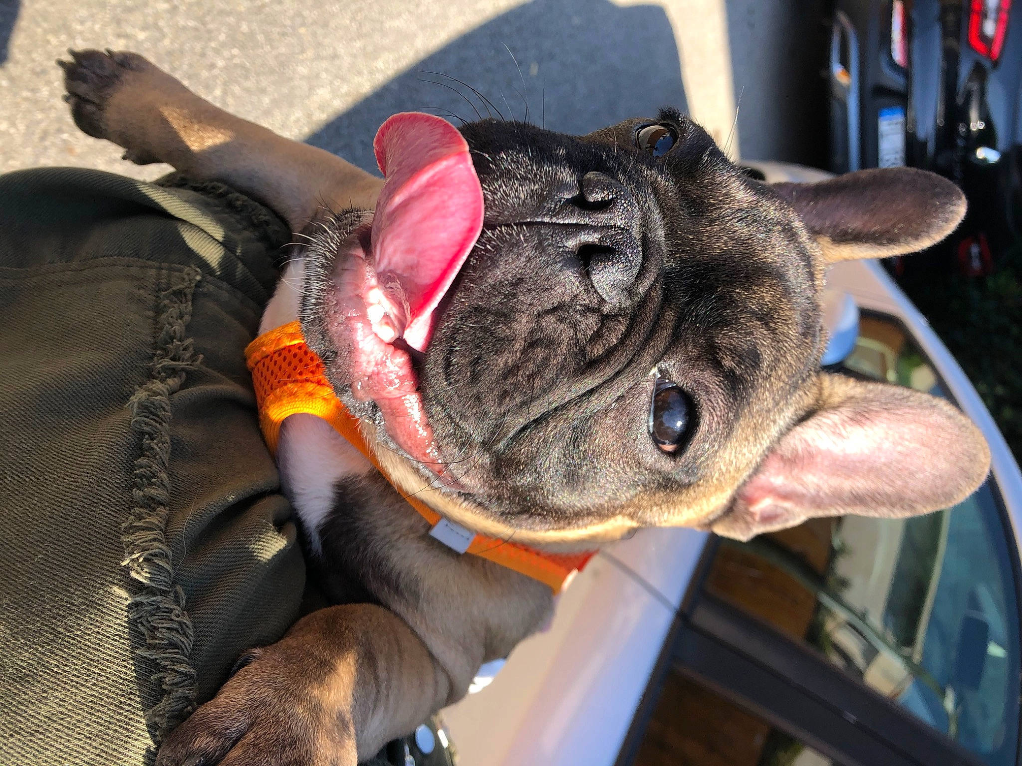 Jeeny participe au concours pour gagner de l'argent avec cette photo : canidae, carnivore, collar, companion_dog, dog, dog_breed, dog_collar, ear, fashion_accessory, fawn, fur, hat, non_sporting_group, pug, snout, sporting_group, toy_dog, whiskers, working_animal, wrinkle