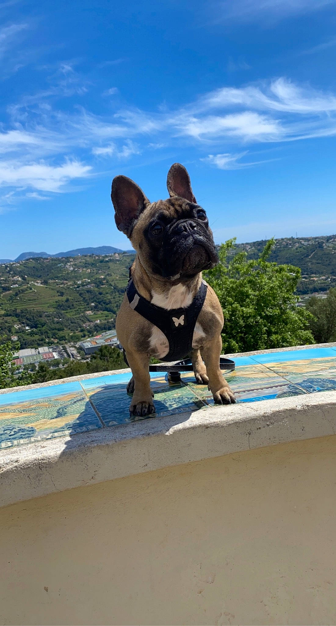 Jeeny participe au concours pour gagner de l'argent avec cette photo : canidae, carnivore, cloud, companion_dog, dog, dog_breed, dog_collar, electric_blue, fawn, fun, grass, leisure, plant, recreation, sky, snout, sporting_group, travel, tree, working_animal