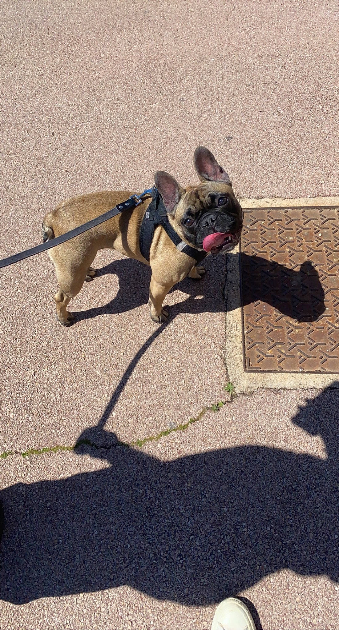 Jeeny participe au concours pour gagner de l'argent avec cette photo : asphalt, canidae, carnivore, collar, companion_dog, dog, dog_breed, dog_collar, dog_supply, fashion_accessory, fawn, leash, paw, pet_supply, road_surface, shadow, snout, sporting_group, tail, working_animal