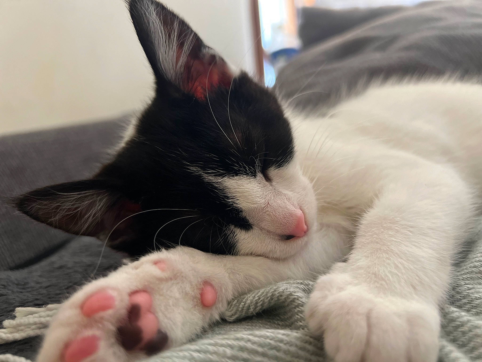 Loky participe au concours pour gagner de l'argent avec cette photo : carmine, carnivore, cat, cat_supply, claw, comfort, domestic_short_haired_cat, ear, felidae, foot, fur, nap, paw, sleep, small_to_medium_sized_cats, snout, tail, whiskers
