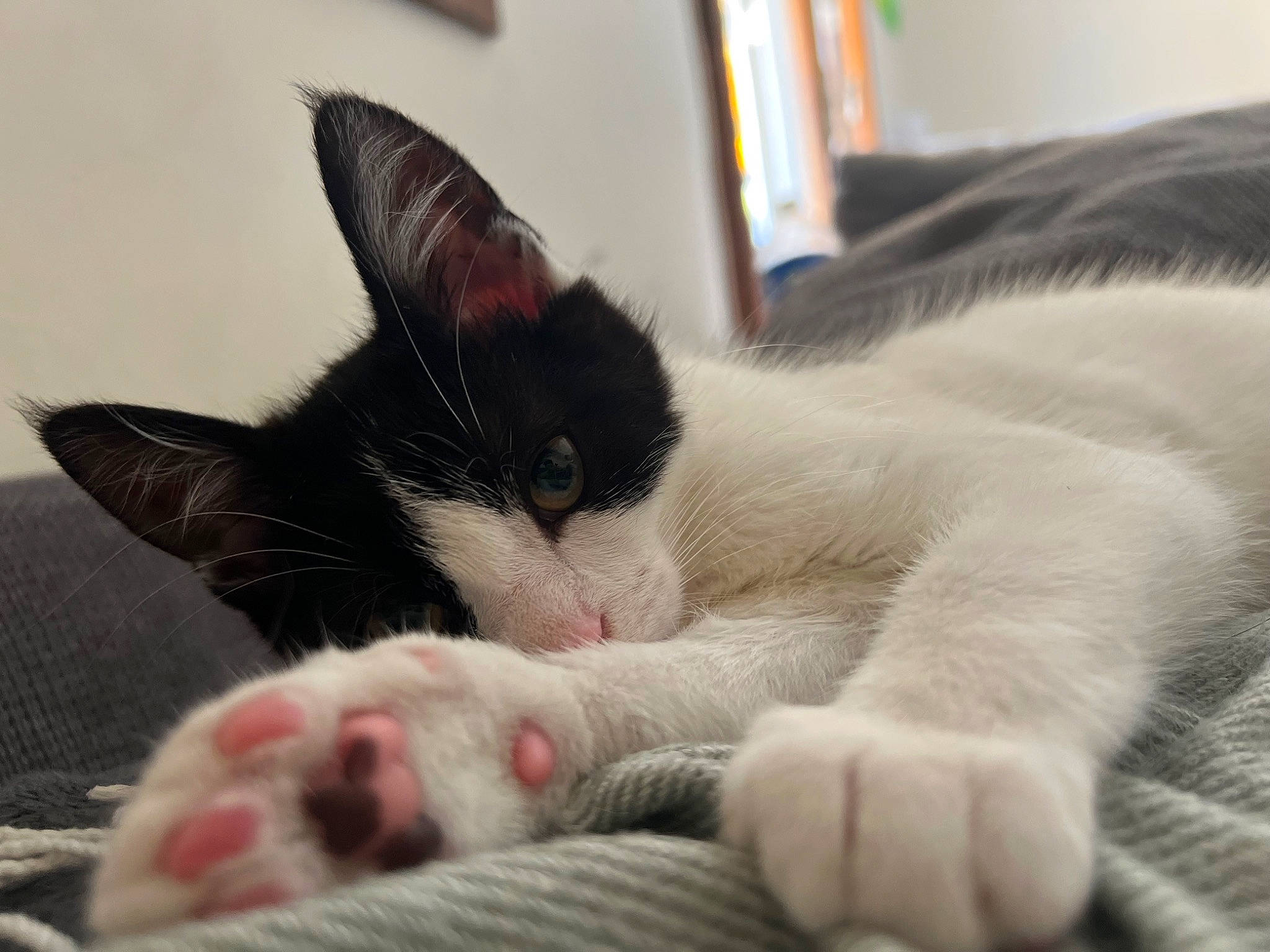 Loky a rejoint le concours — aidez-le/la à gagner de superbes lots ! carmine, carnivore, cat, cat_supply, claw, comfort, domestic_short_haired_cat, felidae, foot, fur, nap, paw, sitting, sleep, small_to_medium_sized_cats, snout, tail, whiskers