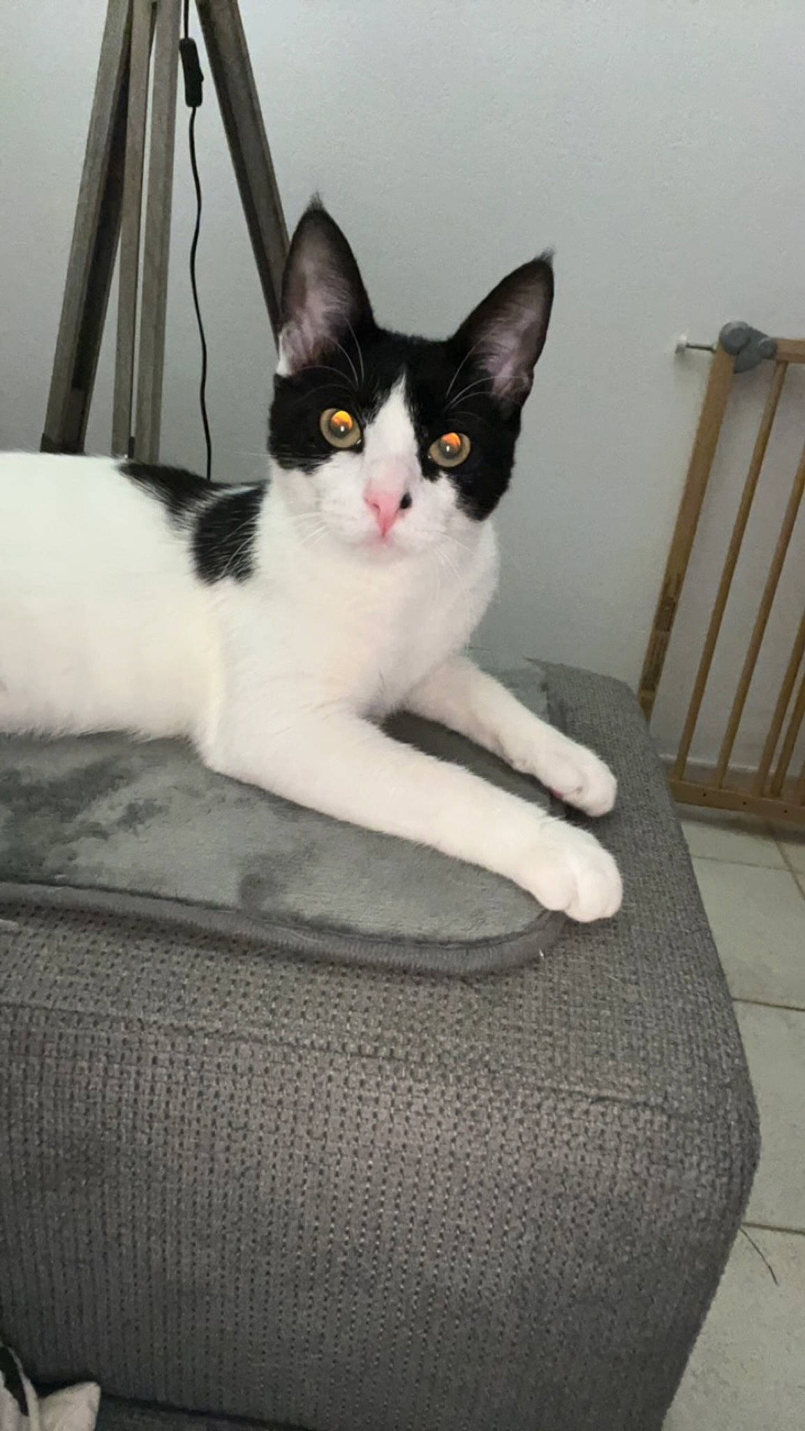 Loky participe au concours pour gagner de l'argent avec cette photo : box, carnivore, cat, comfort, domestic_short_haired_cat, felidae, flooring, fur, grey, hardwood, human_leg, paw, sitting, small_to_medium_sized_cats, snout, tail, whiskers, window, wood