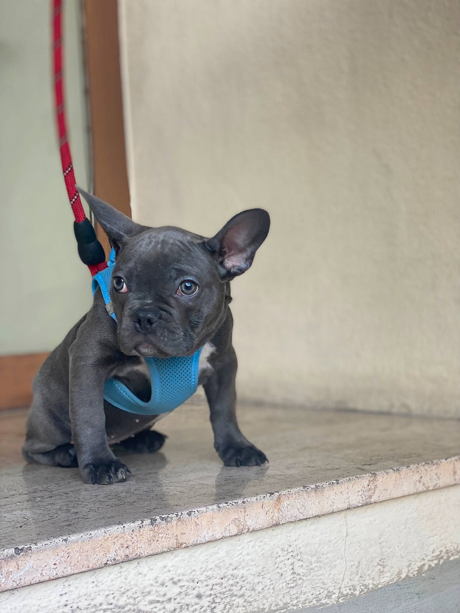 Kaya participe au concours pour gagner de l'argent avec cette photo : art, canidae, carnivore, collar, companion_dog, dog, dog_breed, dog_supply, electric_blue, fawn, grey, pet_supply, sculpture, snout, sporting_group, tail, terrestrial_animal, toy, toy_dog, working_animal