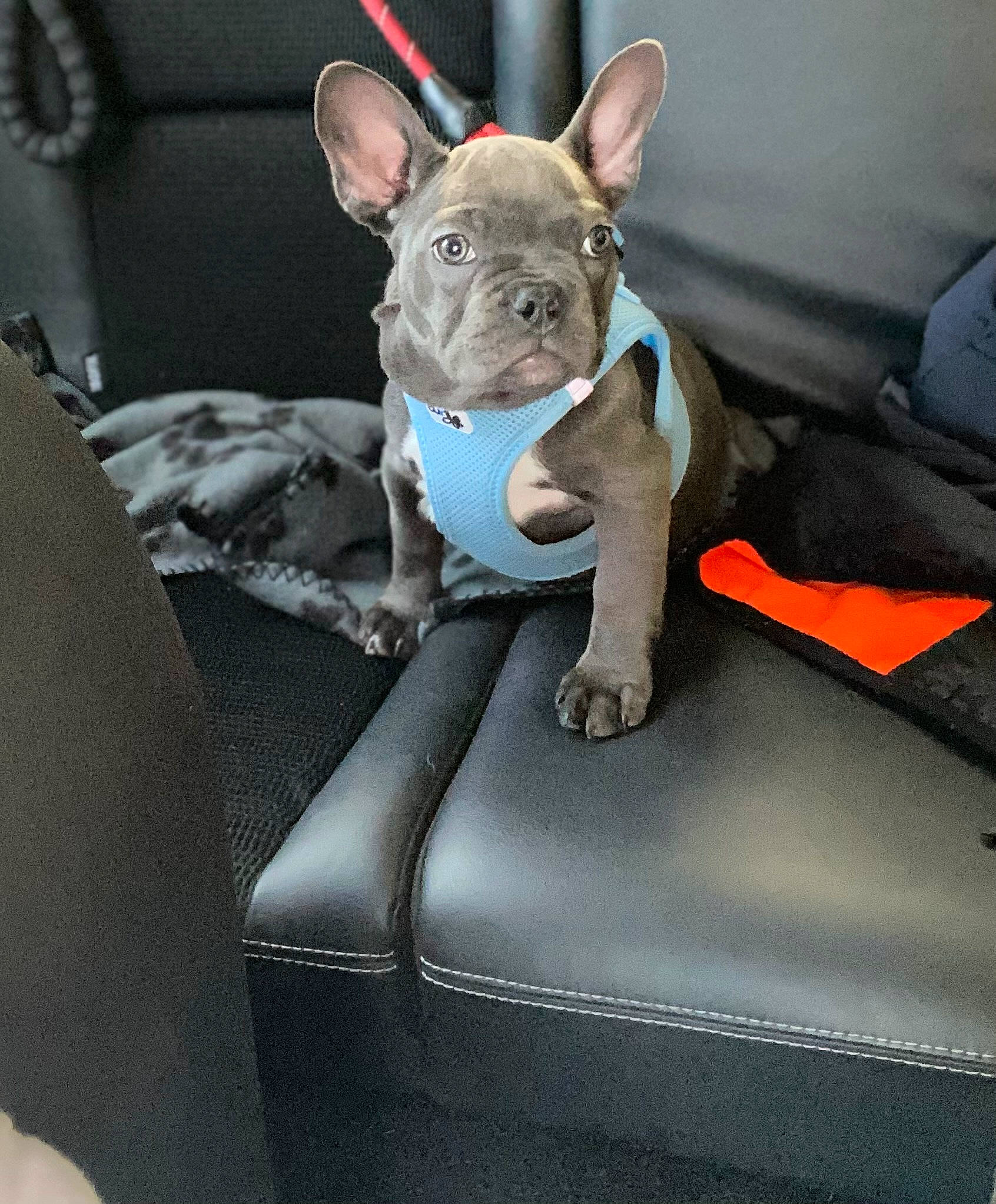 Kaya participe au concours pour gagner de l'argent avec cette photo : auto_part, canidae, car_seat, car_seat_cover, carnivore, collar, comfort, companion_dog, dog, dog_breed, dog_supply, fawn, non_sporting_group, sitting, snout, sporting_group, toy_dog, whiskers