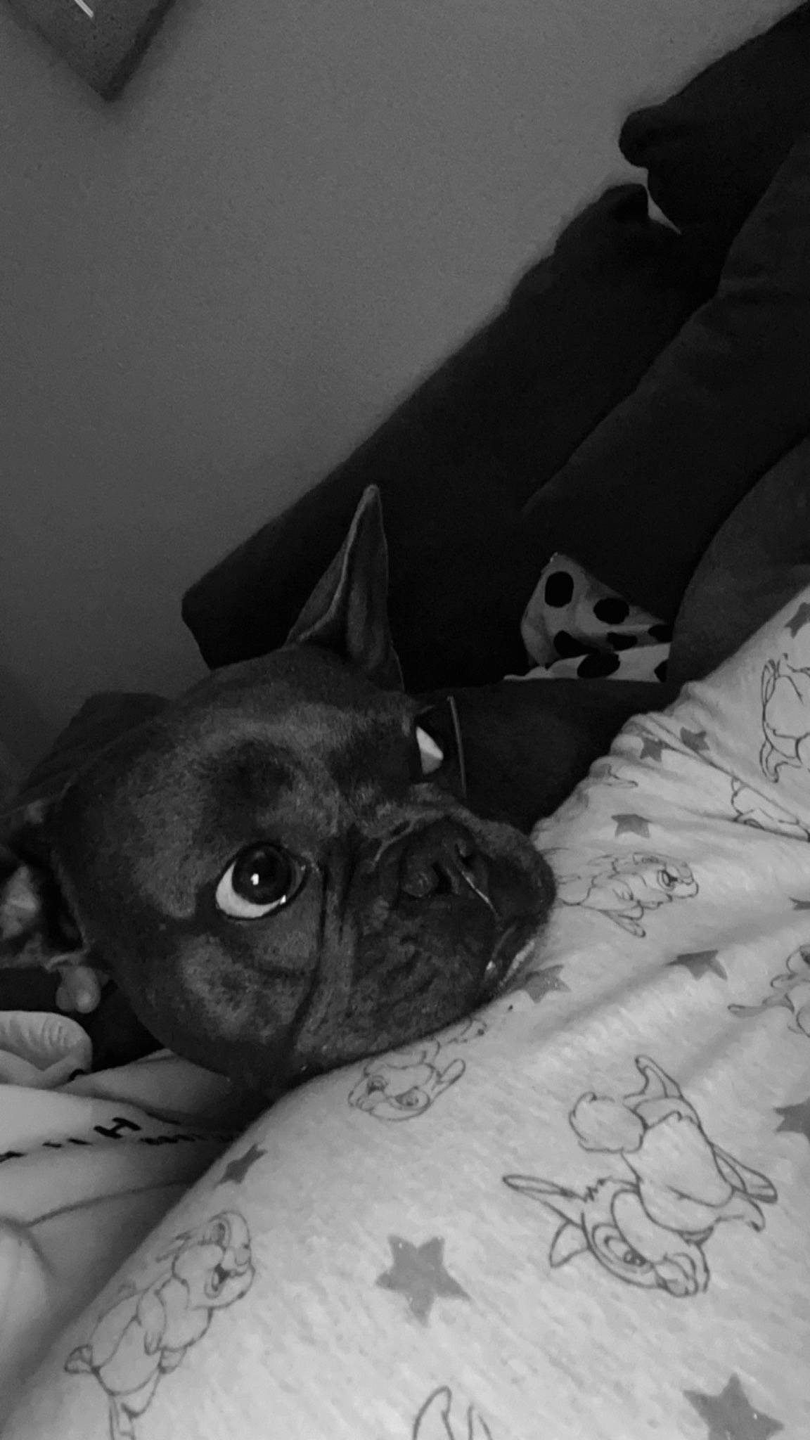 Kaya a rejoint le concours — aidez-le/la à gagner de superbes lots ! canidae, carnivore, comfort, companion_dog, dog, dog_breed, ear, fawn, french_bulldog, grey, linens, monochrome, monochrome_photography, pug, snout, sporting_group, toy_dog, whiskers, working_animal, wrinkle