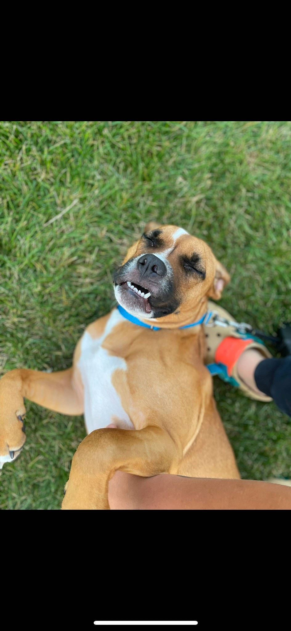 Remi joined the competition — help win amazing prizes! boxer, canidae, carnivore, collar, companion_dog, dog, dog_breed, dog_collar, dog_supply, fawn, grass, guard_dog, molosser, pet_supply, plant, snout, sunglasses, working_animal, working_dog, wrinkle