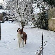 Ulyssia participe au concours pour gagner de l'argent avec cette photo : alert, animal, backyard, bush, canine, cold, curious, dog, fence, fur, landscape, nature, outdoor, pet, quiet, season, snow, tree, white_snow, winter