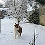 alert, animal, backyard, bush, canine, cold, curious, dog, fence, fur, landscape, nature, outdoor, pet, quiet, season, snow, tree, white_snow, winter