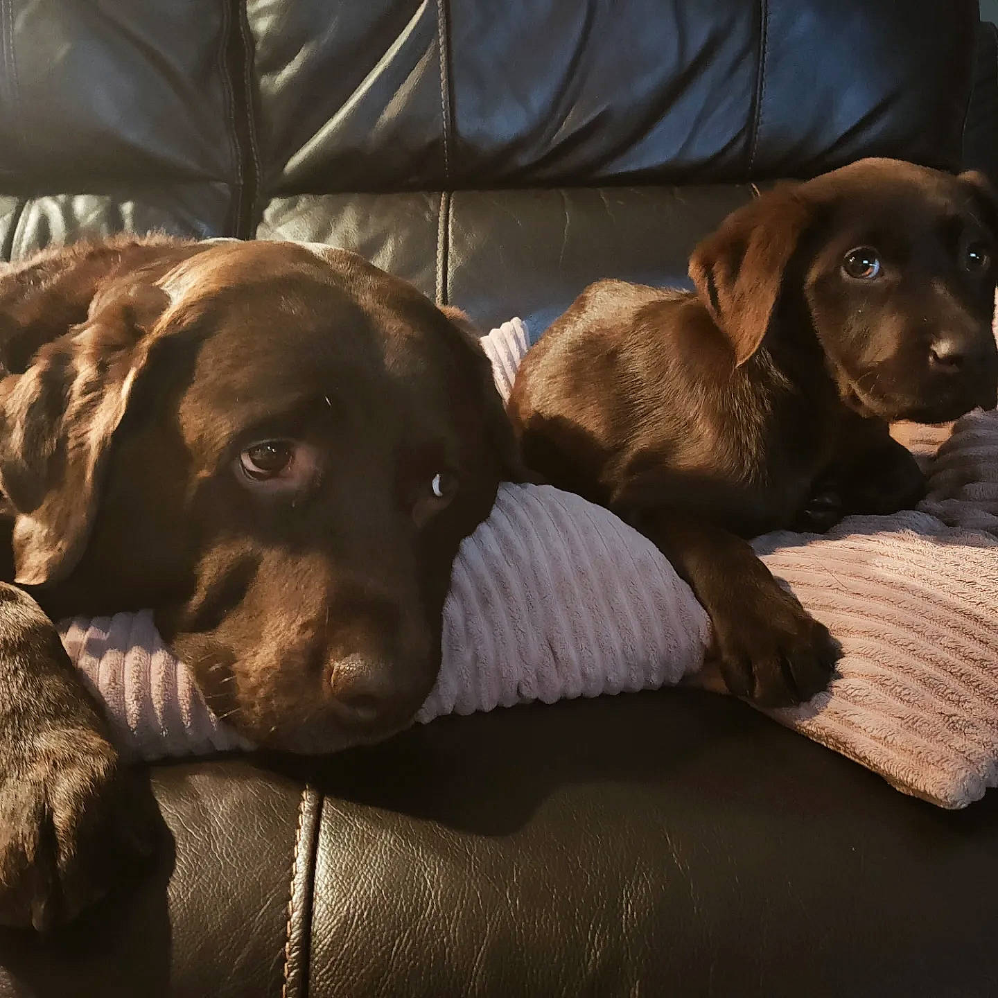 Nosey Rosey is registered to the contest to win money with this photo: borador, brown, canidae, carnivore, comfort, companion_dog, dog, dog_breed, fur, gun_dog, hunting_dog, liver, sleeper_chair, snout, sporting_group, wood, working_animal