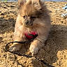 dog, puppy, beach, sand, leash, harness, sea, water, sky, clouds, sunny, outdoor, animal, fluffy, cute, pet, small_dog, calm, wind_surfing, relaxing