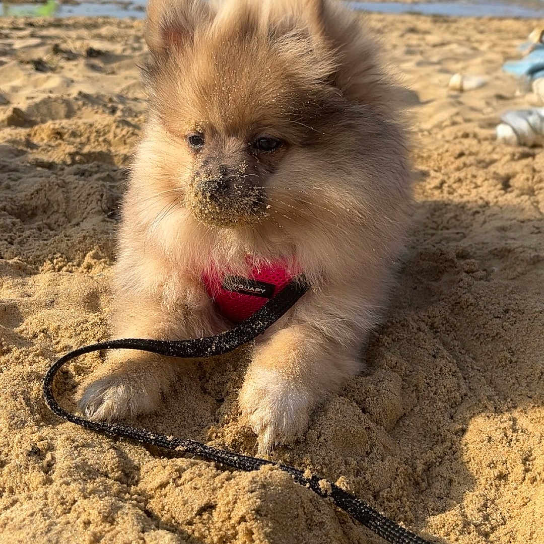 Ayka a rejoint le concours — aidez-le/la à gagner de superbes lots ! dog, puppy, beach, sand, leash, harness, sea, water, sky, clouds, sunny, outdoor, animal, fluffy, cute, pet, small_dog, calm, wind_surfing, relaxing