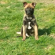Ola a rejoint le concours — aidez-le/la à gagner de superbes lots ! border_terrier, canidae, carnivore, dog, dog_breed, fawn, grass, mammal, puppy, sporting_group, vertebrate