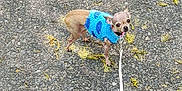 Mali joined the competition — help win amazing prizes! dog, chihuahua, small_dog, blue_sweater, leash, asphalt, path, yellow_petals, outdoor, pet, animal, cute, tiny, looking_up, walking, daylight, nature, canine, street, pavement