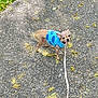 dog, chihuahua, small_dog, blue_sweater, leash, asphalt, path, yellow_petals, outdoor, pet, animal, cute, tiny, looking_up, walking, daylight, nature, canine, street, pavement