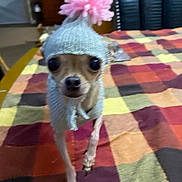 Mali is registered to the contest to win money with this photo: dog, chihuahua, knitted_hat, pom_pom, pet, indoor, blanket, colorful, animal, cute, small_dog, portrait, costume, face, fur, table, home, furniture, warm_clothing, close_up