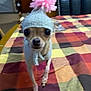 dog, chihuahua, knitted_hat, pom_pom, pet, indoor, blanket, colorful, animal, cute, small_dog, portrait, costume, face, fur, table, home, furniture, warm_clothing, close_up