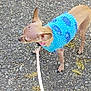 Mali joined the competition — help win amazing prizes! dog, chihuahua, small_dog, blue_sweater, leash, pavement, outdoor, pet, animal, cute, furry, walking, tiny, brown_dog, short_hair, side_view, canine, street, companion, domestic_animal