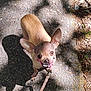 Mali joined the competition — help win amazing prizes! dog, chihuahua, small_dog, leash, outdoor, gravel, shadow, sunlight, animal, pet, cute, curious, ears, face, standing, nature, daylight, brown_dog, canine, walking