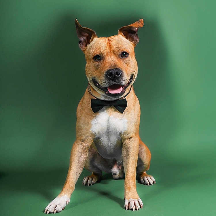 Mayko a rejoint le concours — aidez-le/la à gagner de superbes lots ! accessories, animal, bostonbull, boxer, bulldog, canine, chihuahua, dog, formalwear, frenchbulldog, hound, labradorretriever, leash, pet, pitbull, puppy, snout, strap, tie, whitedog