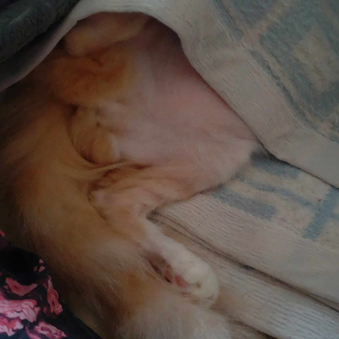 Oxxan participe au concours pour gagner de l'argent avec cette photo : animal, blanket, cat, comfort, covered, cozy, cute, fluffy, fur, hidden, indoor, paw, pet, relaxing, resting, sleeping, soft, tail, textile, warm