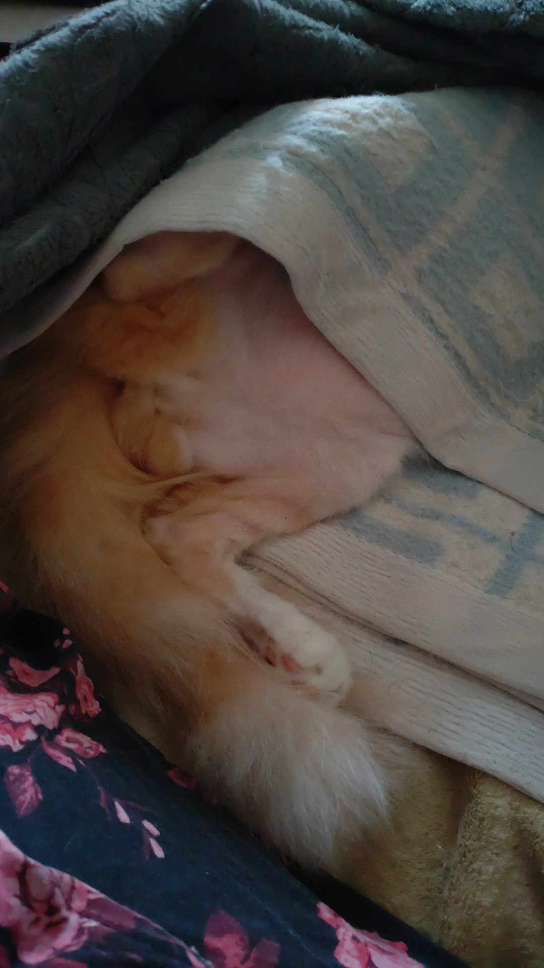 Oxxan participe au concours pour gagner de l'argent avec cette photo : cat, fluffy, tail, paw, blanket, cozy, sleeping, fur, covered, soft, resting, indoor, pet, relaxing, hidden, warm, textile, comfort, animal, cute