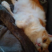 Oxxan a rejoint le concours — aidez-le/la à gagner de superbes lots ! cat, orange_cat, white_cat, fluffy, lying_down, blanket, gray_blanket, indoor, relaxed, pet, feline, cozy, resting, cute, animal, fur, whiskers, ears, tail, home