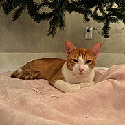 Kylo joined the competition — help win amazing prizes! cat, orange_cat, white_cat, pet, indoor, blanket, pink_blanket, christmas_tree, tree_branches, relaxed, lying_down, cozy, fur, animal, cute, resting, home, soft_texture, holiday, domestic
