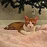 cat, orange_cat, white_cat, pet, indoor, blanket, pink_blanket, christmas_tree, tree_branches, relaxed, lying_down, cozy, fur, animal, cute, resting, home, soft_texture, holiday, domestic