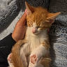 Kylo joined the competition — help win amazing prizes! kitten, cat, sleeping, orange_cat, white_cat, hand, blanket, soft_texture, cozy, cute, pet, feline, paw_pads, curled_up, resting, domestic_animal, young_cat, indoor, comfort, relaxation