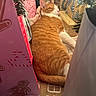 Kylo joined the competition — help win amazing prizes! cat, ginger_cat, sleeping, christmas, gift_bags, wrapped_presents, holiday, festive, indoor, cozy, relaxing, feline, decorations, pink, brown, white, tree_branch, closeup, soft_light, holiday_spirit