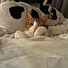 cat, blanket, plush_toy, cow_pillow, bed, cozy, cute, sleepy, indoor, pet, fur, whiskers, pink_nose, paws, resting, warm, soft, comfort, animal, relaxed