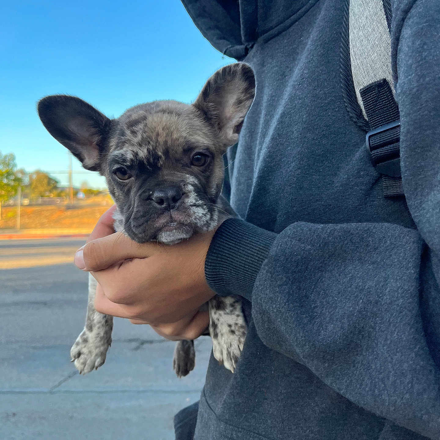 Cookie joined the competition — help win amazing prizes! blue_sky, brindle, calm, casual_clothing, daylight, dog, ears, hand, holding, hoodie, outdoor, person, portrait, puppy, side_view, sky, smile, street, urban, young_dog