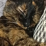 Miquette a rejoint le concours — aidez-le/la à gagner de superbes lots ! cat, tortoiseshell_cat, sleeping, nap, close_up, whiskers, fur, ear, pillow, blanket, cushion, patterned_cushion, cozy, indoor, pet, portrait, relaxed, snooze, brown_fur, face