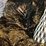 cat, tortoiseshell_cat, sleeping, nap, close_up, whiskers, fur, ear, pillow, blanket, cushion, patterned_cushion, cozy, indoor, pet, portrait, relaxed, snooze, brown_fur, face
