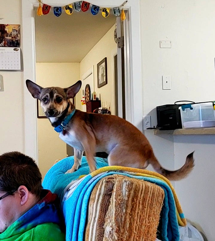 Buster joined the competition — help win amazing prizes! carnivore, chihuahua, collar, dog, dog_breed, dog_supply, fawn, fur, home, lamp, pet_supply, picture_frame, snout, tail, thread, toy_dog, vertebrate, whiskers, working_animal