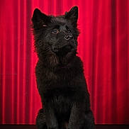 Arya participe au concours pour gagner de l'argent avec cette photo : alert, animal, black_dog, canine, closeup, curtain, cute, dark_surface, dog, domestic_animal, ears_up, fluffy, fur, indoor, looking_up, pet, portrait, red_background, sitting, studio